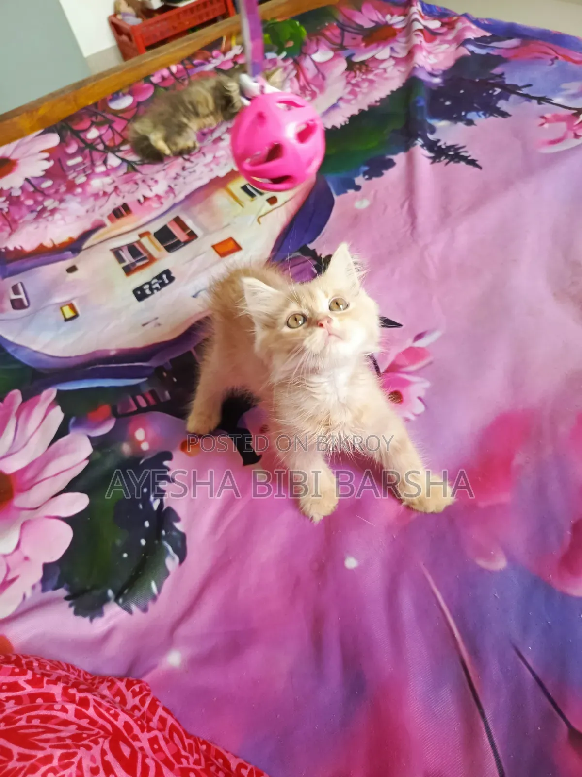 1-3 months Male Purebred Persian