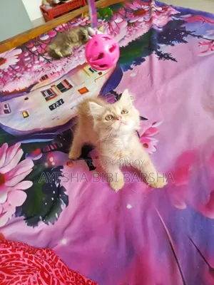 1-3 months Male Purebred Persian