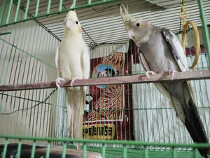 ককাটেল পাখি (মাস্টার)
