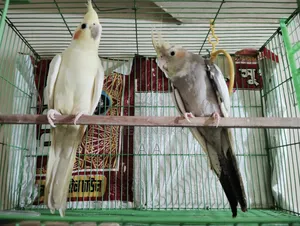 ককাটেল পাখি (মাস্টার)