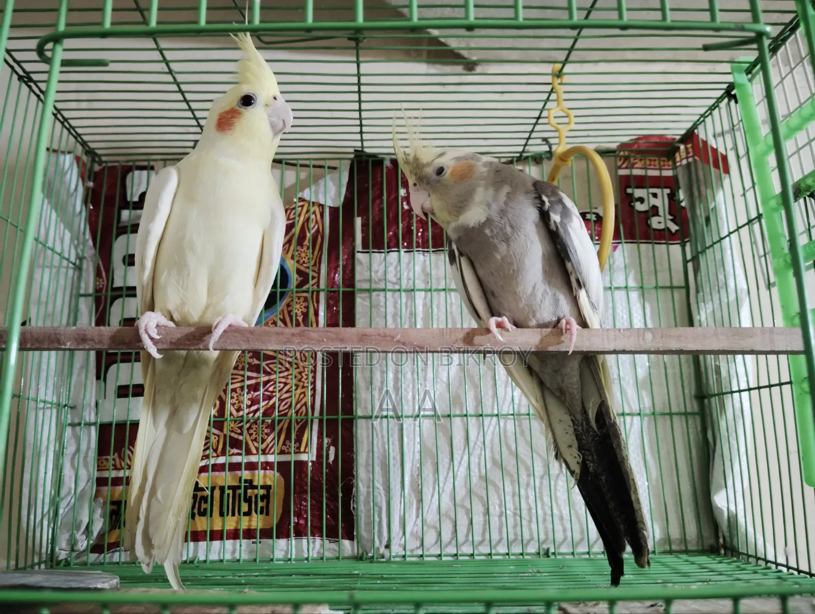 ককাটেল পাখি (মাস্টার)