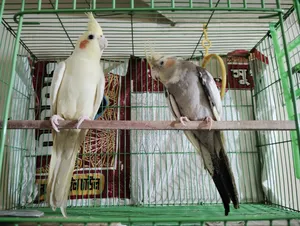 ককাটেল পাখি (মাস্টার)