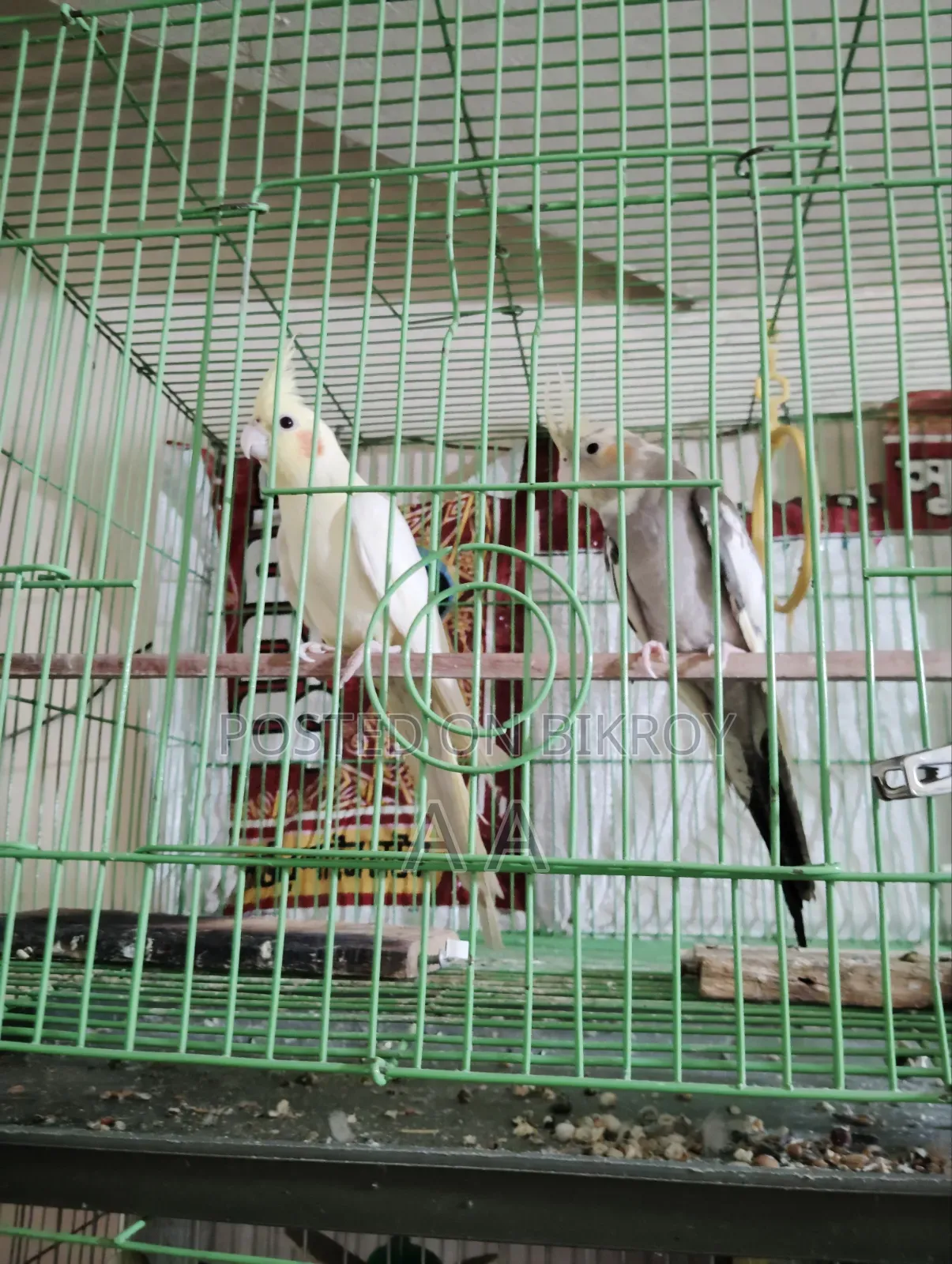 ককাটেল পাখি (মাস্টার)