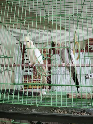 ককাটেল পাখি (মাস্টার)