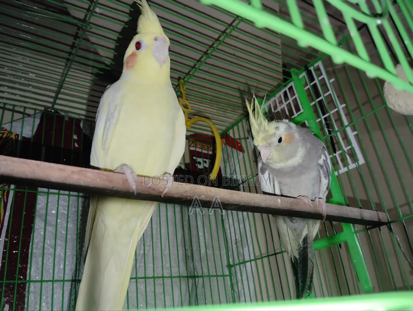 ককাটেল পাখি (মাস্টার)