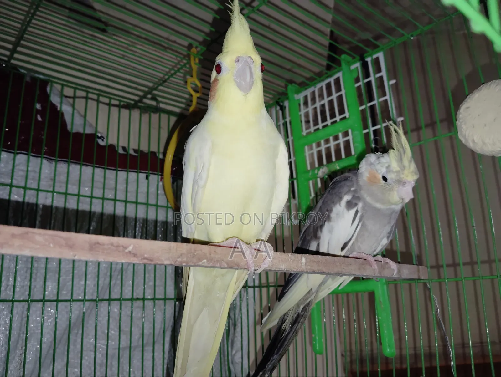 ককাটেল পাখি (মাস্টার)