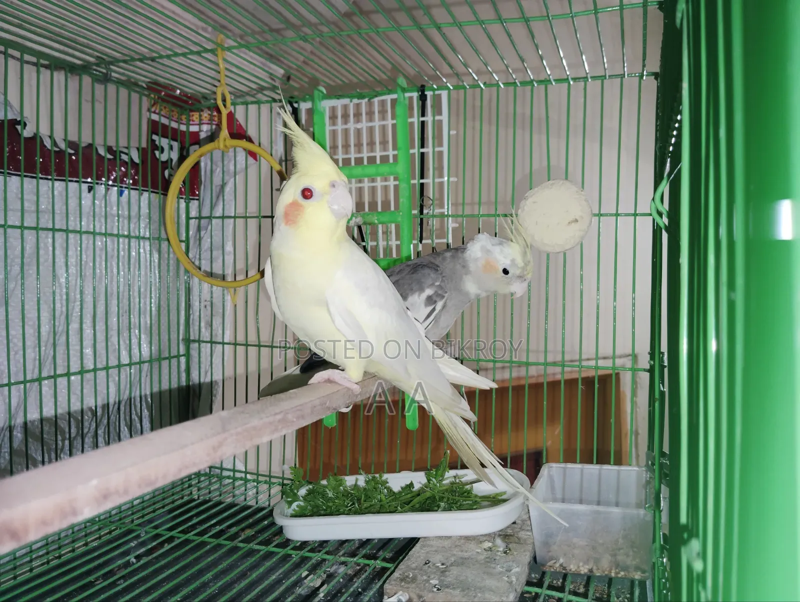 ককাটেল পাখি (মাস্টার)