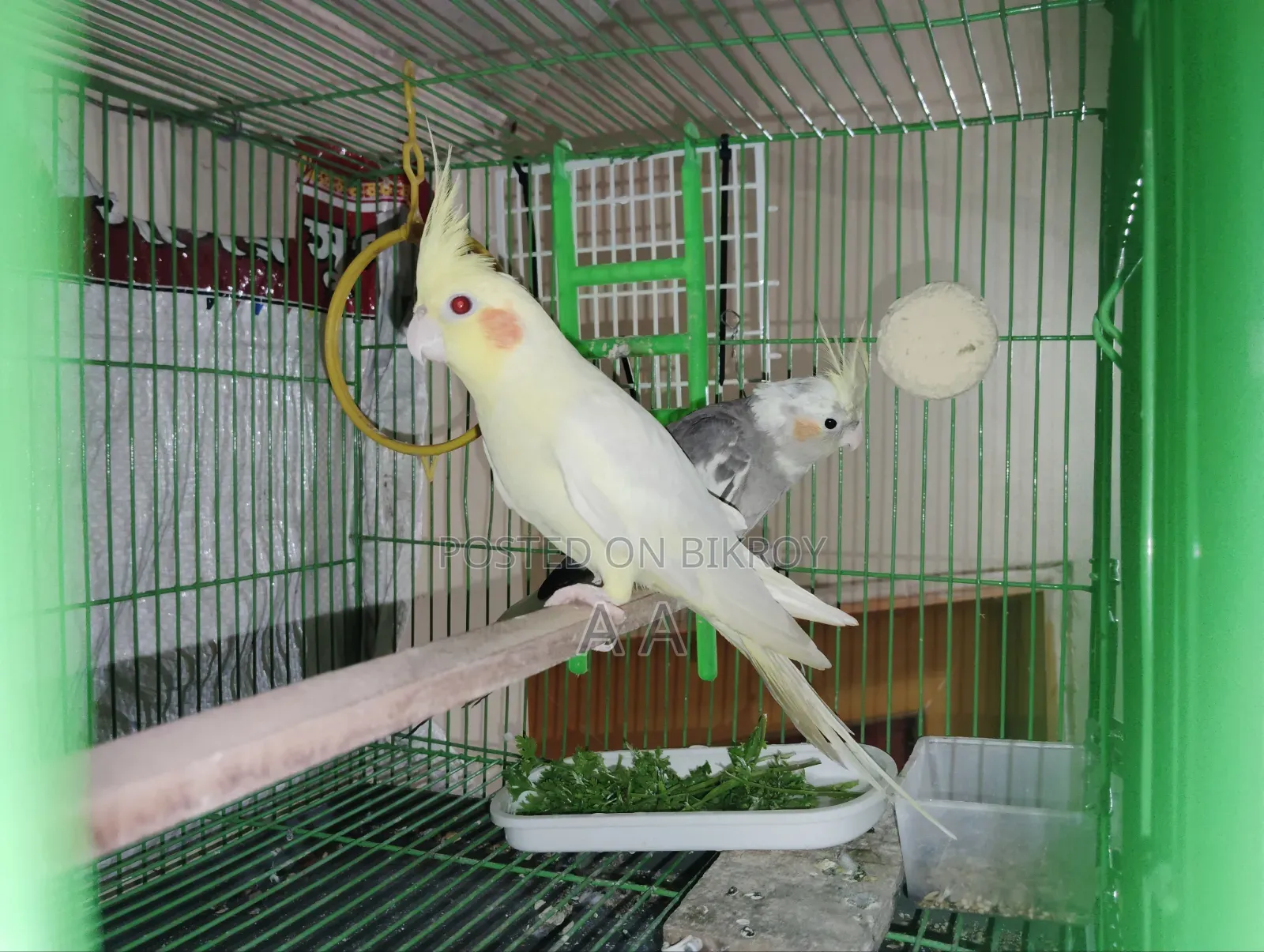 ককাটেল পাখি (মাস্টার)