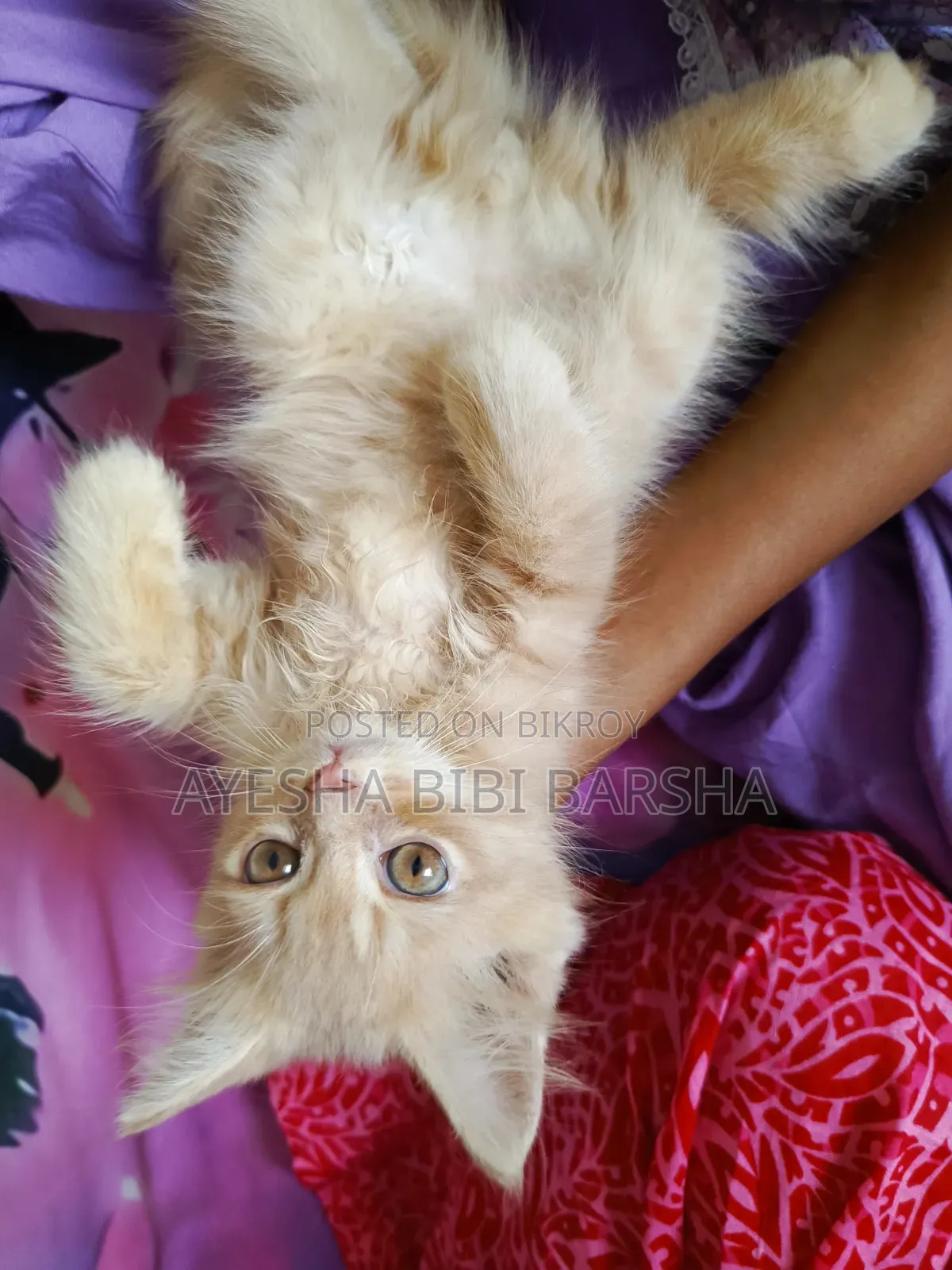 ১-৩ মাসের মেল পিউরব্রেড পার্সিয়ান