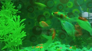 Acurium for Sell