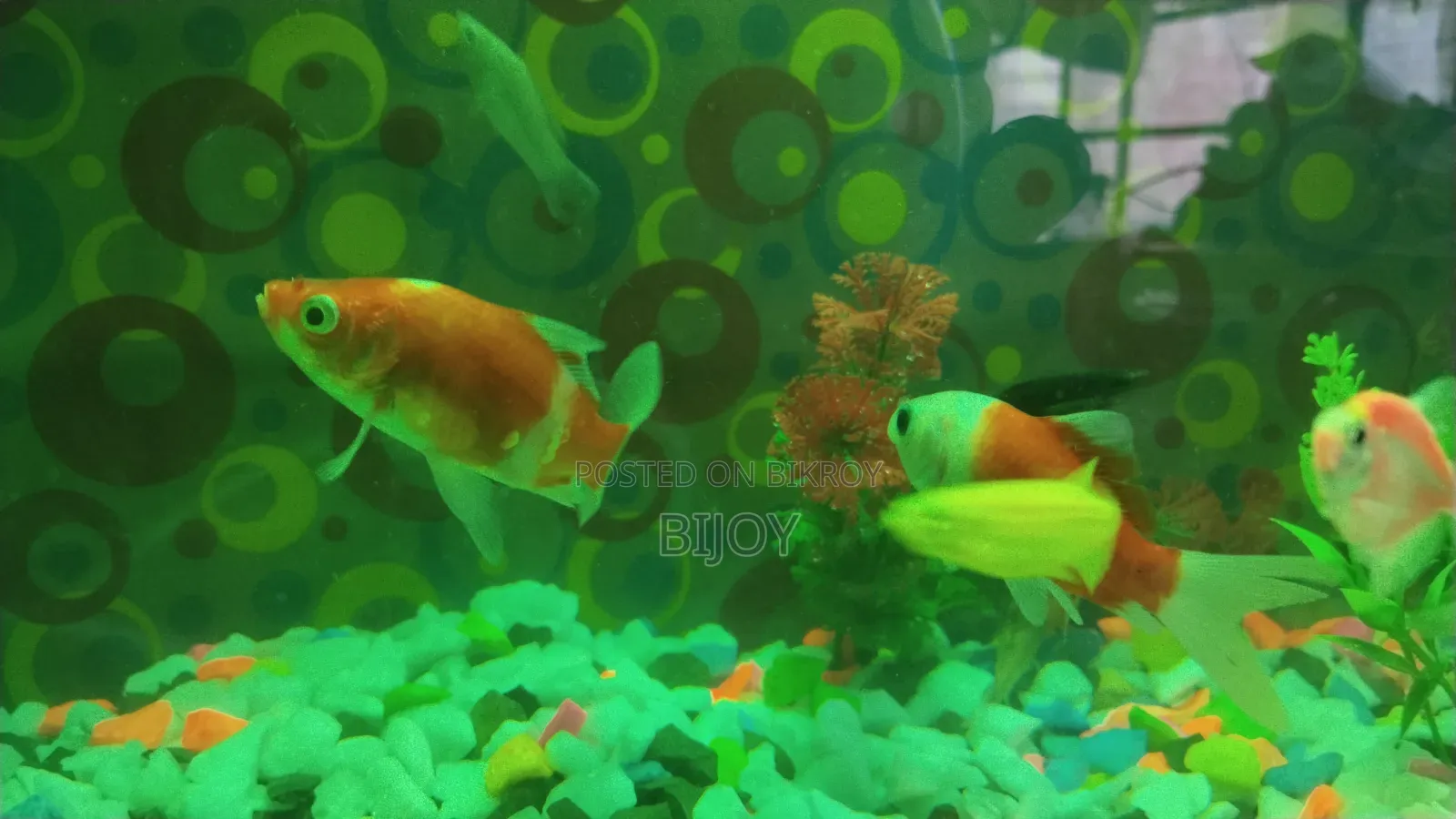 Acurium for Sell