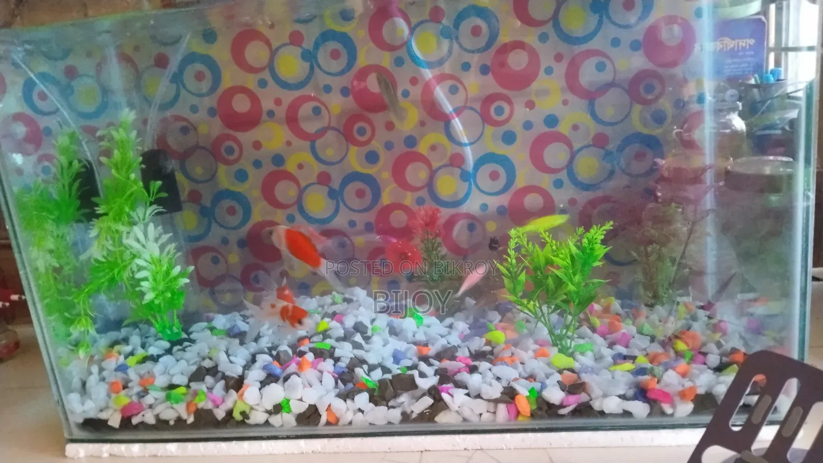 Acurium for Sell