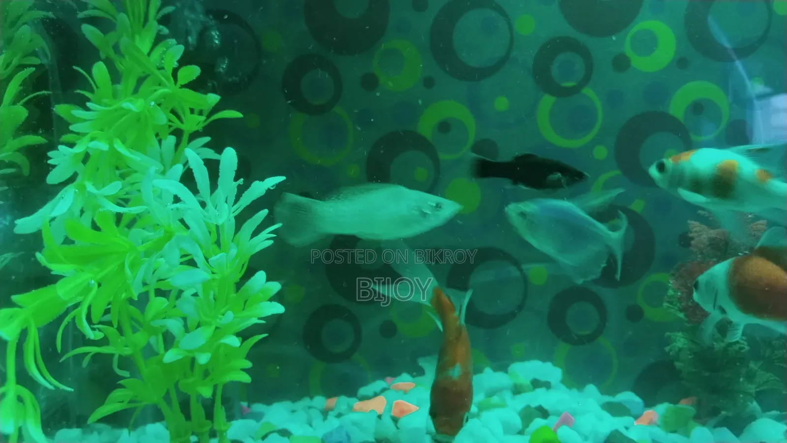 Acurium for Sell