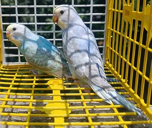 ২ জোড়া রেইনবো ব্রাজিগার