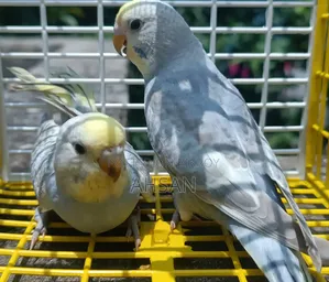 ২ জোড়া রেইনবো ব্রাজিগার