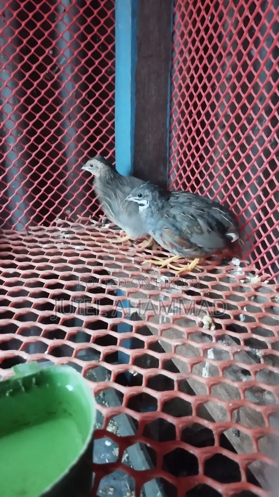 King Quail New Adult