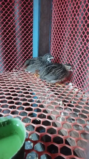 King Quail New Adult
