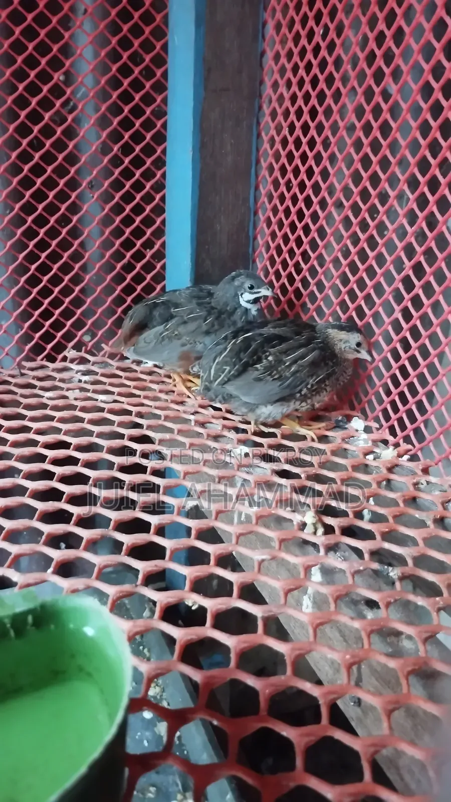 King Quail New Adult