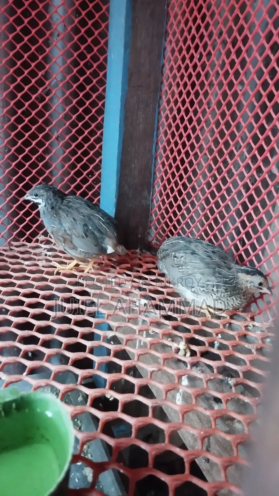 King Quail New Adult