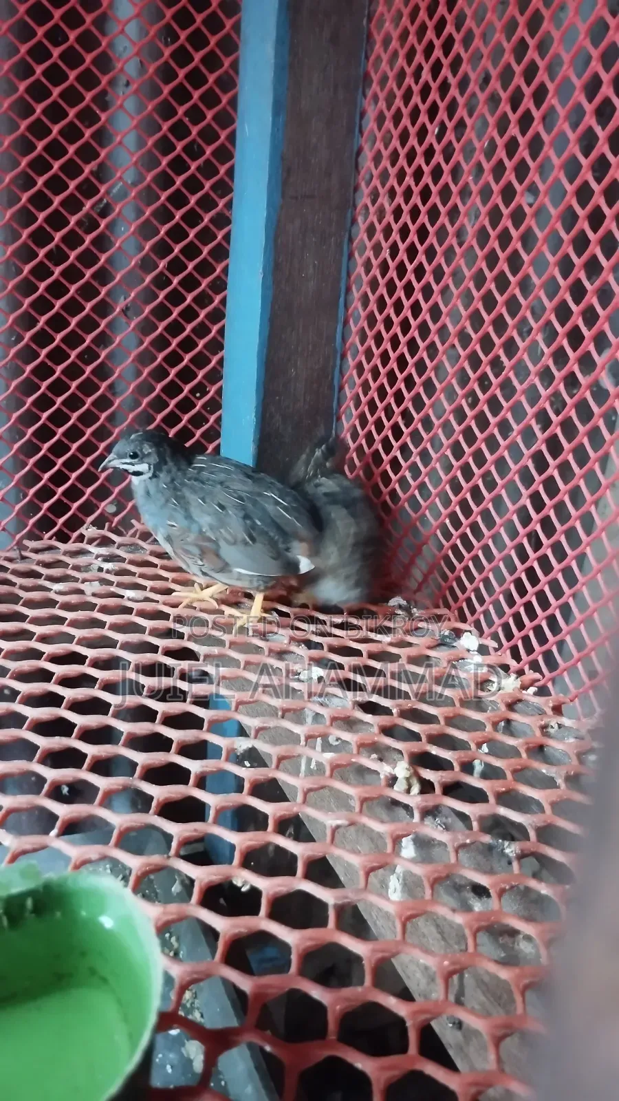 King Quail New Adult