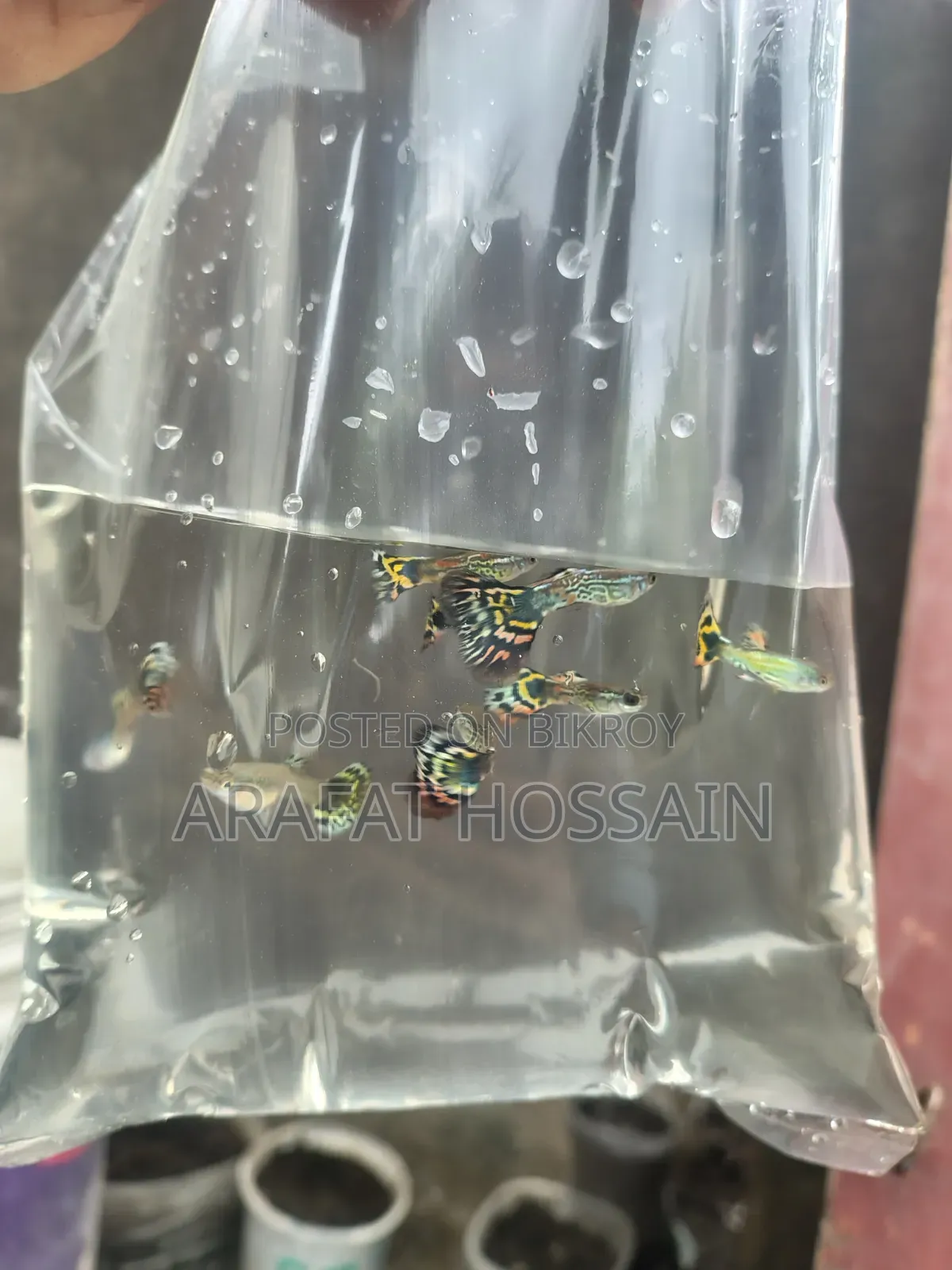 Cobra Guppy