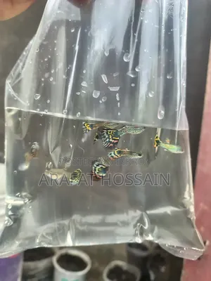 Cobra Guppy