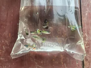 Cobra Guppy