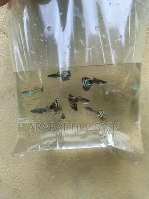 Cobra Guppy