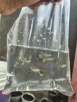 Cobra Guppy
