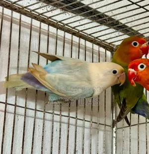 লাভ বার্ডস
