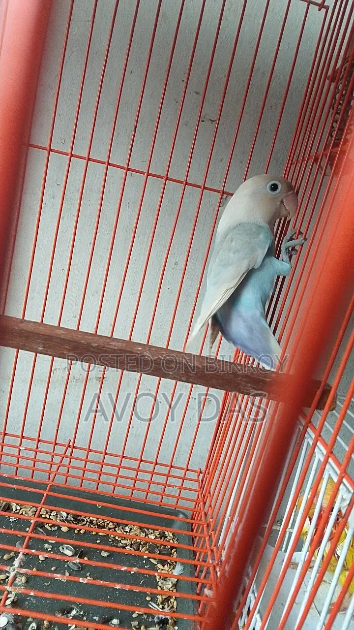 লাভ বার্ডস