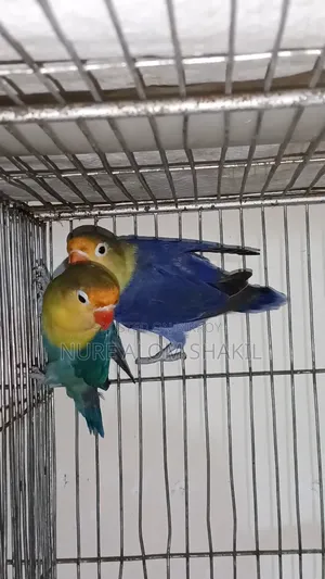 Perblue Love Bird