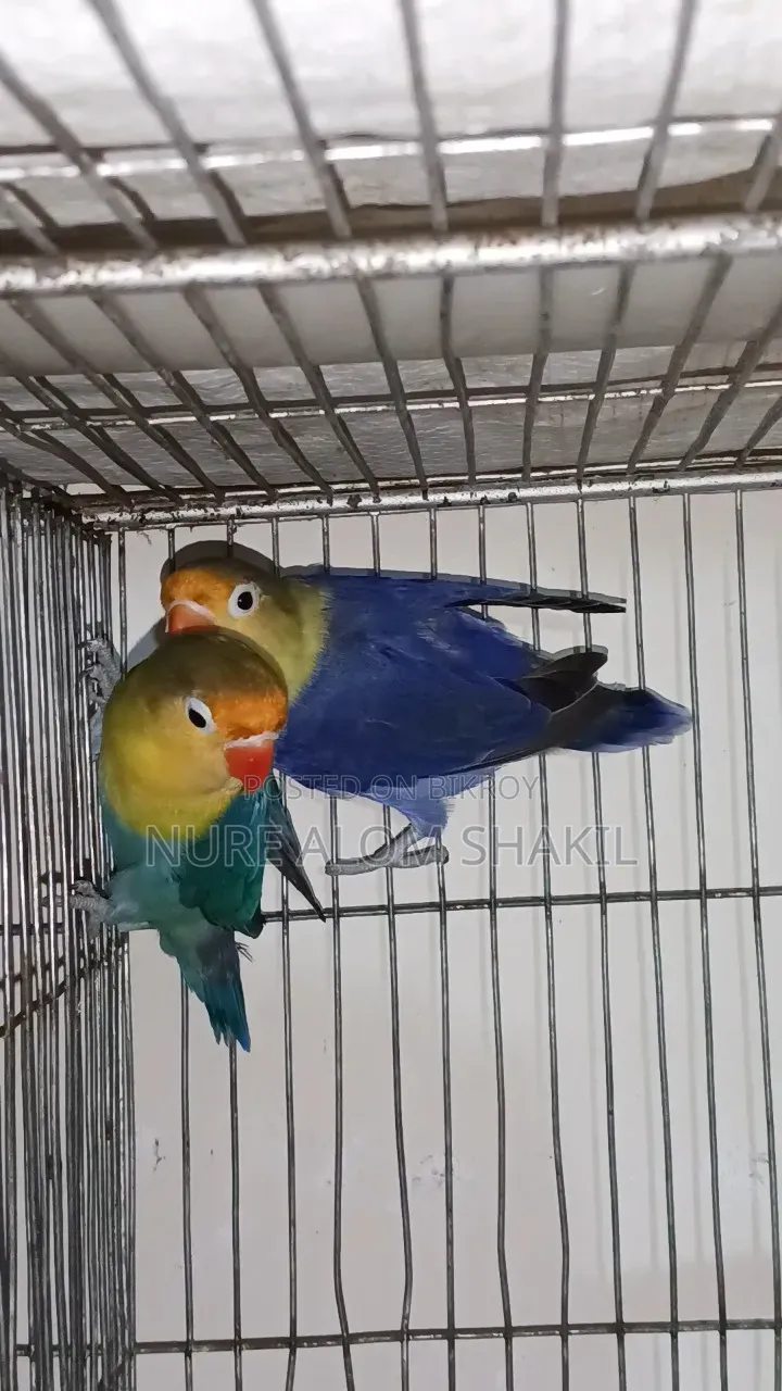Perblue Love Bird