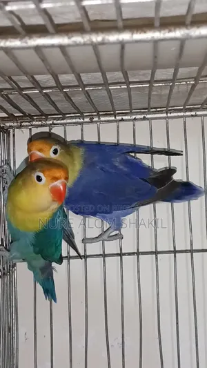 Perblue Love Bird