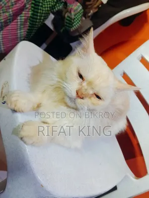 1+ year Male Purebred Persian