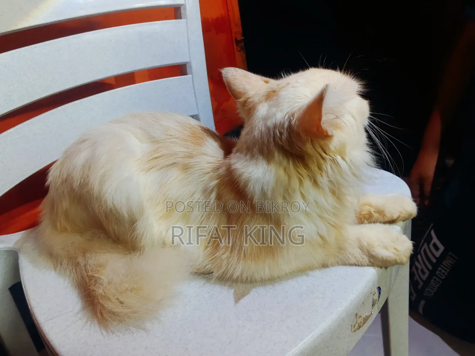 1+ year Male Purebred Persian