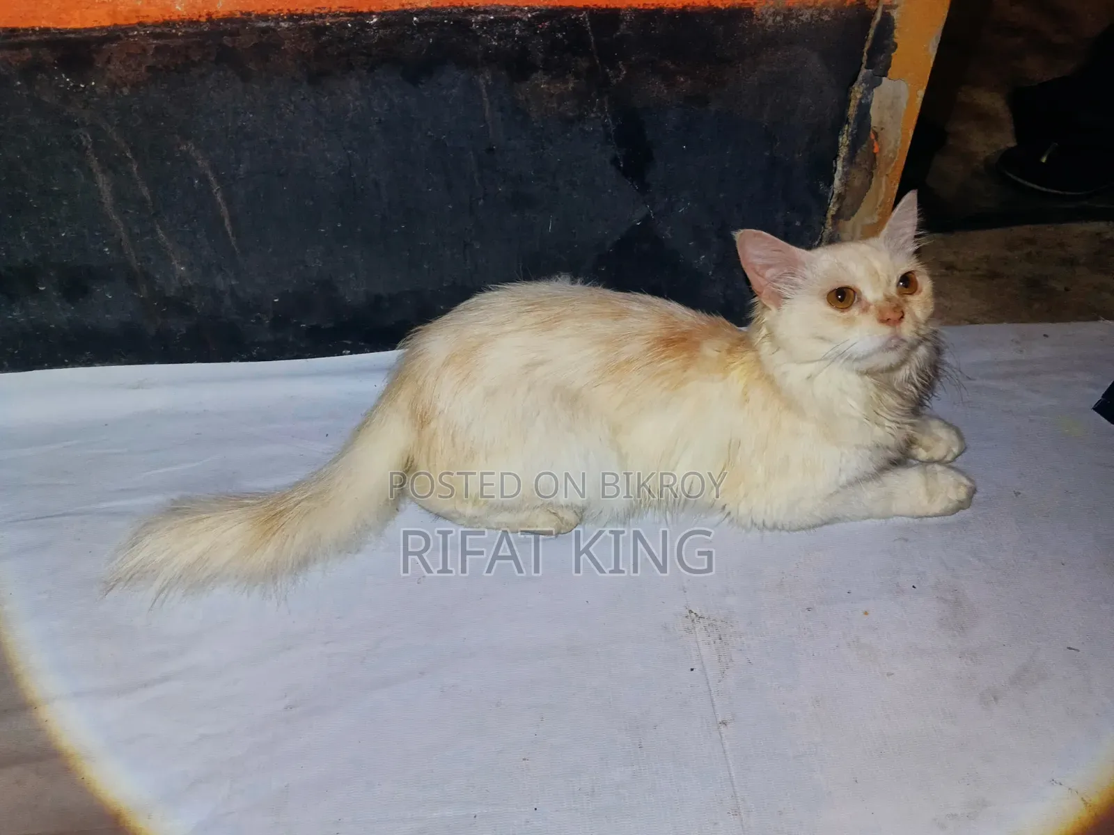 1+ year Male Purebred Persian