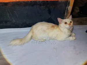 1+ year Male Purebred Persian