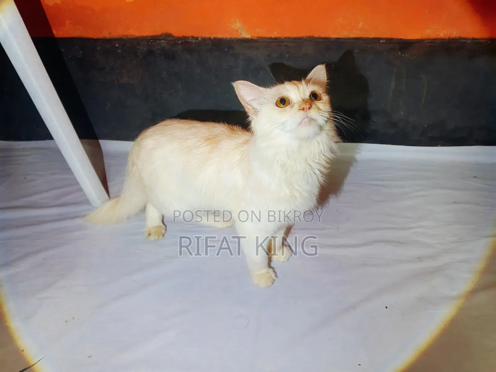 1+ year Male Purebred Persian