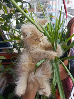 1-3 months Male Purebred Persian