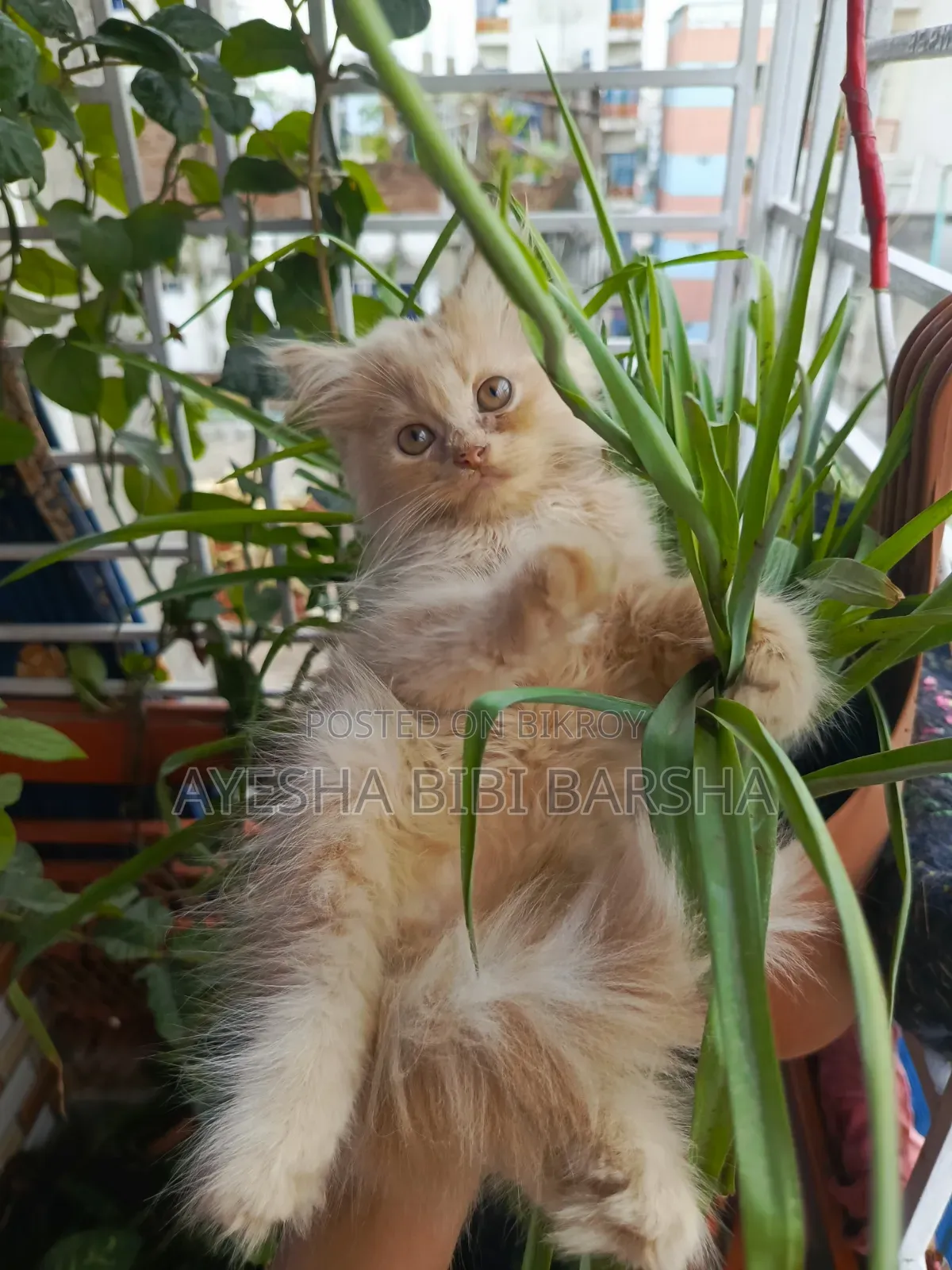 1-3 months Male Purebred Persian