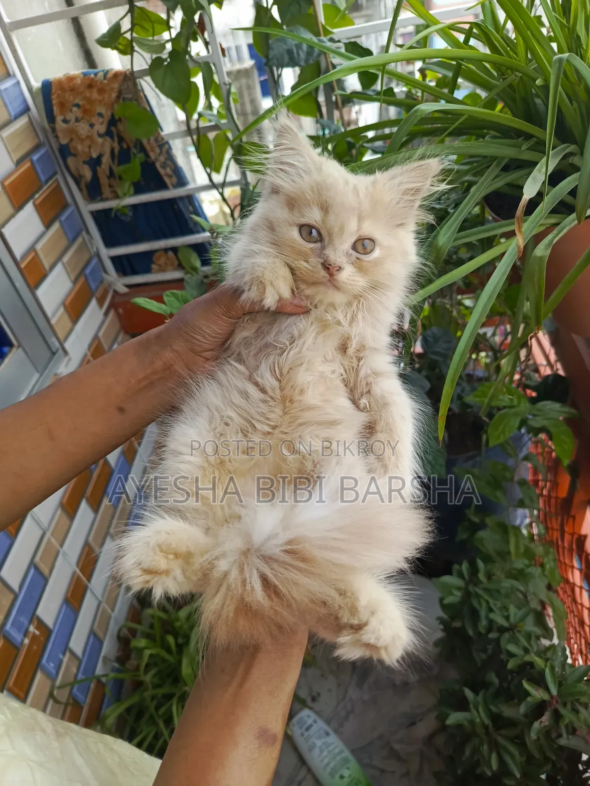 1-3 months Male Purebred Persian