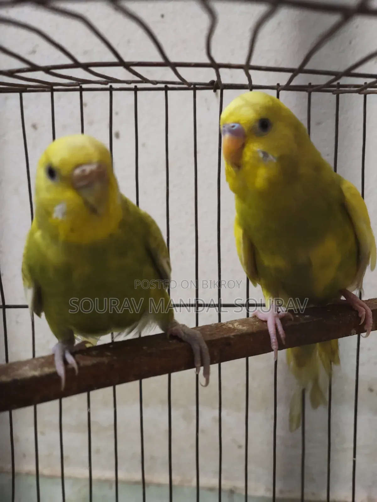 3 Pairs of Budgerigar Birds for Sale | Breeding Pair