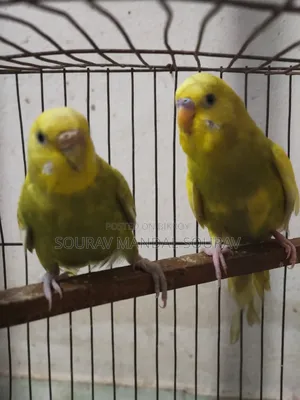 3 Pairs of Budgerigar Birds for Sale | Breeding Pair
