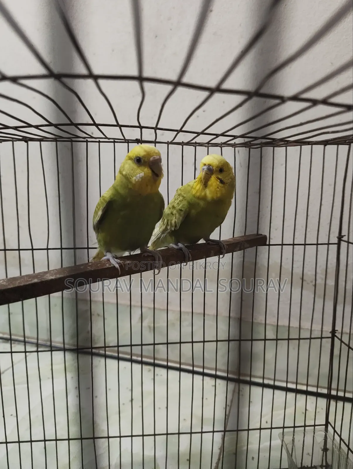 3 Pairs of Budgerigar Birds for Sale | Breeding Pair