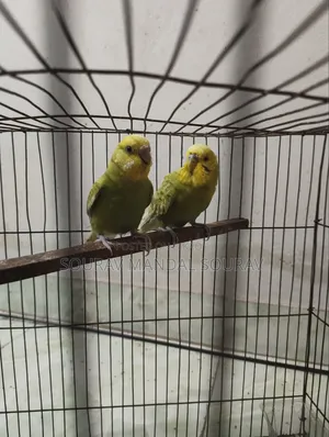 ৩ জোড়া বাজরিগার পাখি বিক্রি হবে | Breeding Pair