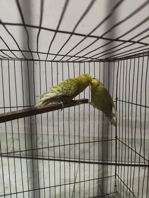 3 Pairs of Budgerigar Birds for Sale | Breeding Pair