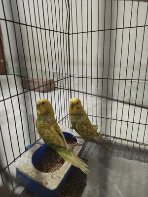 3 Pairs of Budgerigar Birds for Sale | Breeding Pair