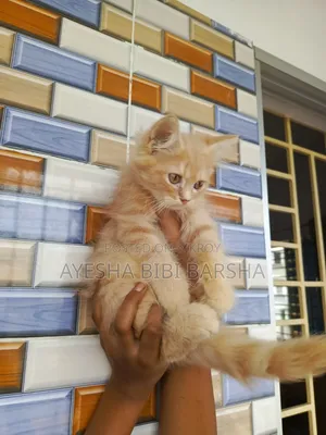 ১-৩ মাস বয়সী পুরুষ পিওরব্রেড পার্সিয়ান