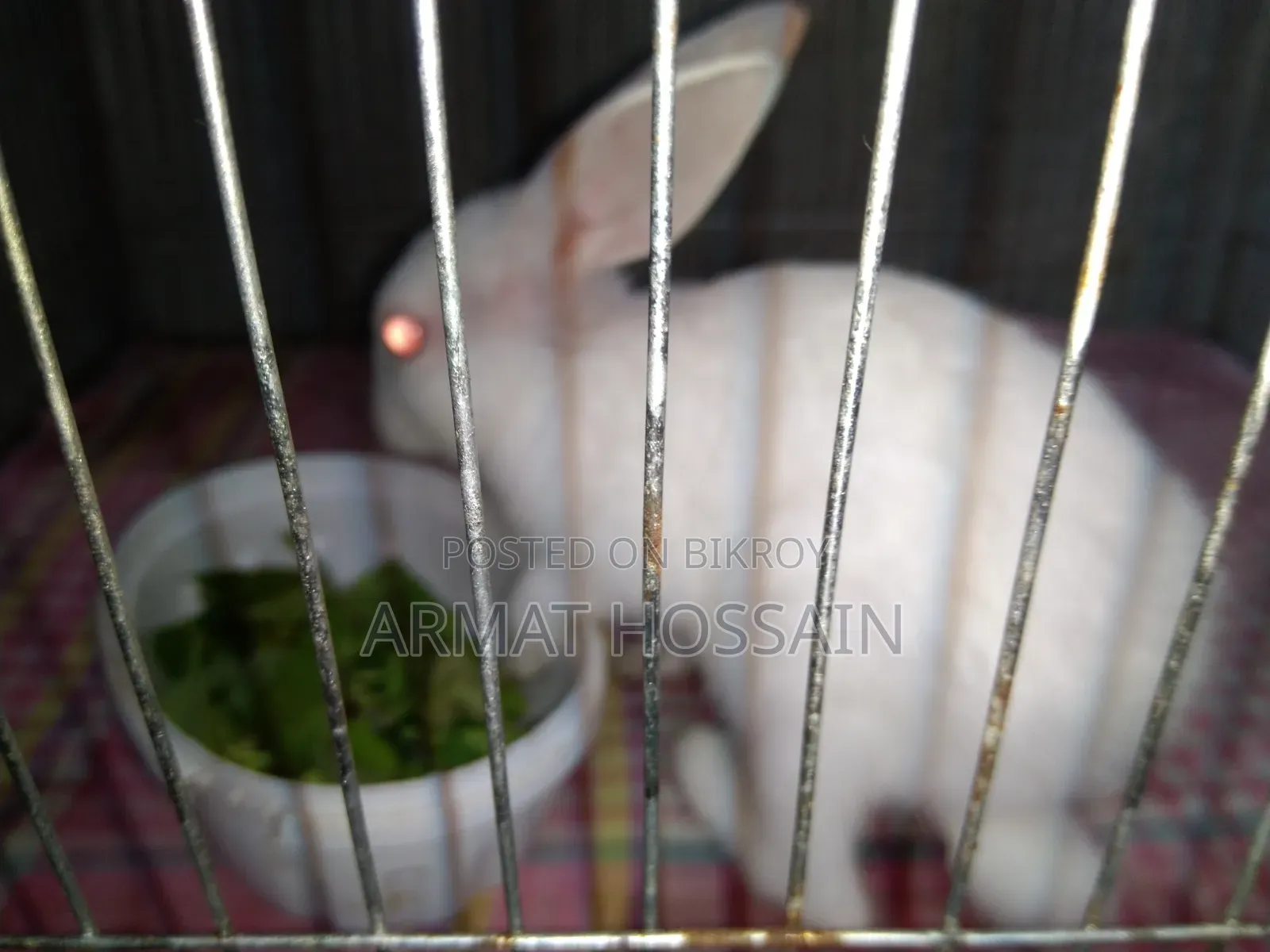 Rabbit for sale